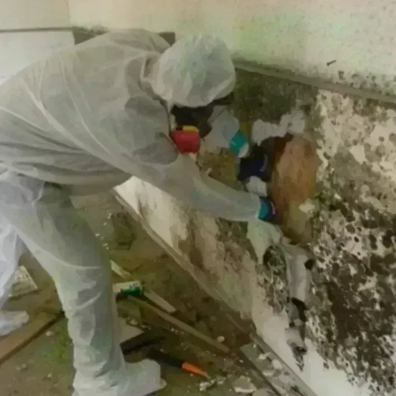 Mold Remediation and Removal in Rutherfordton, NC